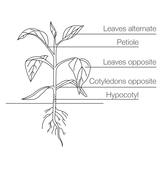 Illustration to show the structure of a broad-leaved weed